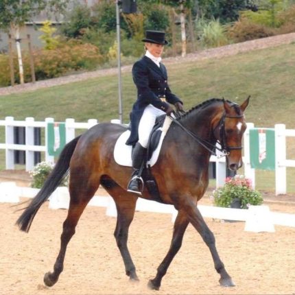 Hilltop_dressage_800x647