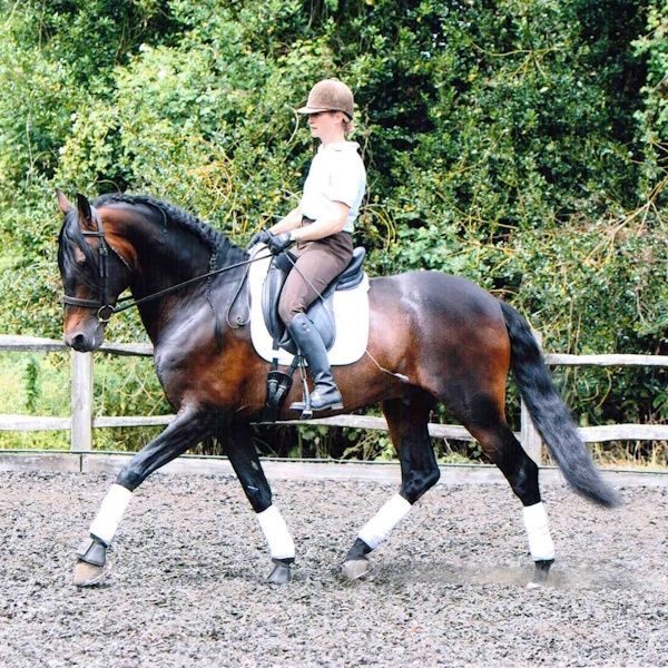 op_dressage_hilltop_equestrian_600x600